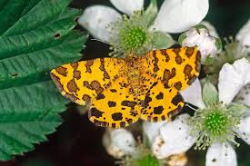 Attēlu rezultāti vaicājumam “Pseudopanthera macularia”