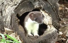 Attēlu rezultāti vaicājumam “Mustela nivalis adult”