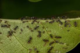 Attēlu rezultāti vaicājumam “Aphididae”