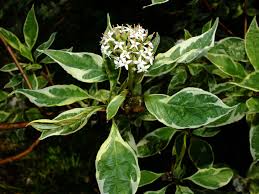 Attēlu rezultāti vaicājumam “Cornus alba”