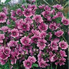 Image result for Malva sylvestris