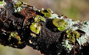 Attēlu rezultāti vaicājumam “Melanohalea exasperata”