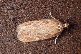 Attēlu rezultāti vaicājumam “Depressaria olerella imago”