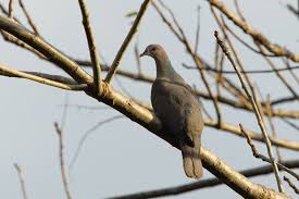 Attēlu rezultāti vaicājumam “Columbiformes”