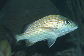 Image result for Haemulon carbonarium