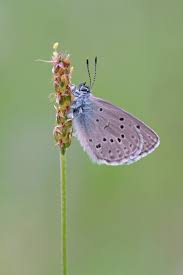Attēlu rezultāti vaicājumam “Maculinea alcon upperside”