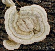 Attēlu rezultāti vaicājumam “Trametes hirsuta”