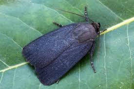 Attēlu rezultāti vaicājumam “Amphipyra livida”