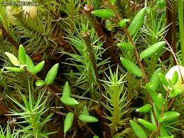 Attēlu rezultāti vaicājumam “Oxycoccus leaf”