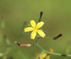 Attēlu rezultāti vaicājumam “Mycelis muralis”