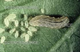 Attēlu rezultāti vaicājumam “Syrphus sp. larva”