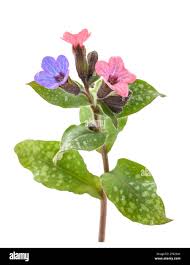 Image result for Pulmonaria officinalis