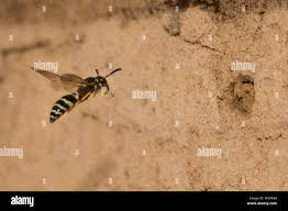 Attēlu rezultāti vaicājumam “Ancistrocerus sp. male”