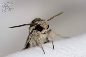 Attēlu rezultāti vaicājumam “Agrius convolvuli”