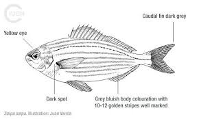 Image result for Siganus rivulatus