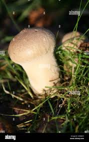 Attēlu rezultāti vaicājumam “Calvatia excipuliformis”