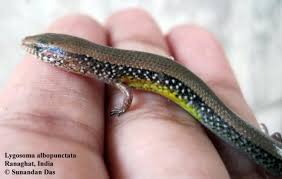 Attēlu rezultāti vaicājumam “Lycogala asperum young”