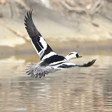 Attēlu rezultāti vaicājumam “Mergus albellus”