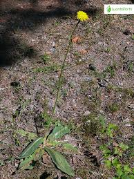 Attēlu rezultāti vaicājumam “Hypochaeris maculata”