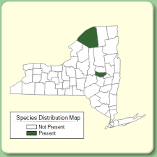 Attēlu rezultāti vaicājumam “Erysimum hieracifolium flower”