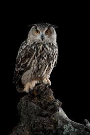 Attēlu rezultāti vaicājumam “Bubo bubo”