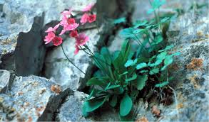 Attēlu rezultāti vaicājumam “Primula x margotae”