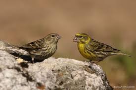 Image result for Serinus serinus