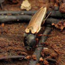 Attēlu rezultāti vaicājumam “Ampedus sanguineus”