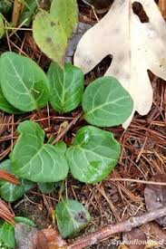 Attēlu rezultāti vaicājumam “Pyrola chlorantha”