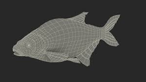 Image result for Abramis brama