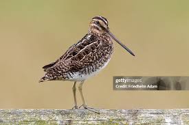 Image result for Gallinago gallinago