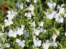 Image result for Hornveilchen