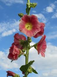 Image result for Alcea (althaea) rosea