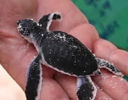 Image result for Chelonia mydas