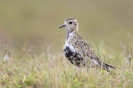 Attēlu rezultāti vaicājumam “Pluvialis apricaria”