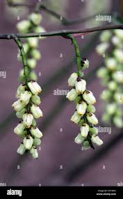 Attēlu rezultāti vaicājumam “Schisandra chinensis flower”