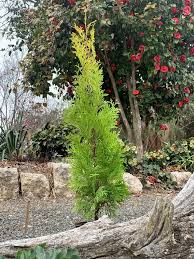 Attēlu rezultāti vaicājumam “Thuja occidentalis”