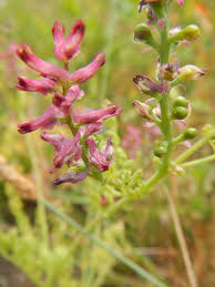 Image result for Fumaria officinalis