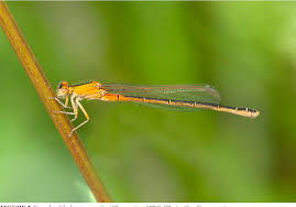 Attēlu rezultāti vaicājumam “Ischnura pumilio”
