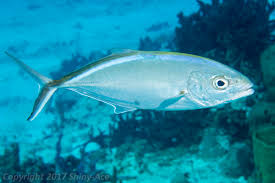 Image result for Caranx ruber