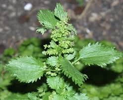 Attēlu rezultāti vaicājumam “Urtica urens”