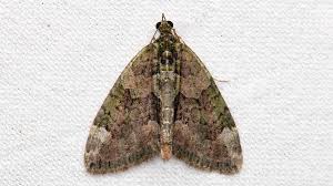 Attēlu rezultāti vaicājumam “Chloroclysta siterata”