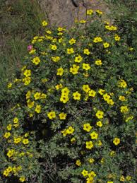 Attēlu rezultāti vaicājumam “Pentaphylloides fruticosa”