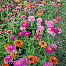 Image result for Zinnia elegans