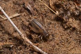 Attēlu rezultāti vaicājumam “Gryllus domesticus”