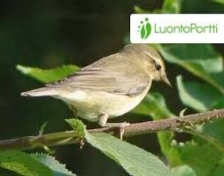 Attēlu rezultāti vaicājumam “Phylloscopus trochiloides adult”