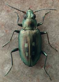 Attēlu rezultāti vaicājumam “Bembidion litorale”