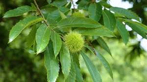 Attēlu rezultāti vaicājumam “Castanea sativa  fruit”