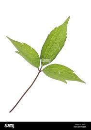 Attēlu rezultāti vaicājumam “Clematis leaf”