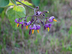 Attēlu rezultāti vaicājumam “Solanum dulcamara flower”
